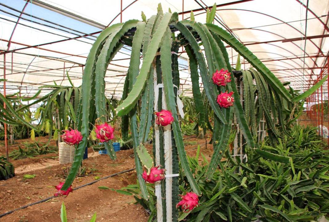 Bu meyvelerin üretimi derhal durdurulmalı: Türkiye'yi felakete sürüklüyor! Hiç kimse farkında değil, tehlike kapıda 2